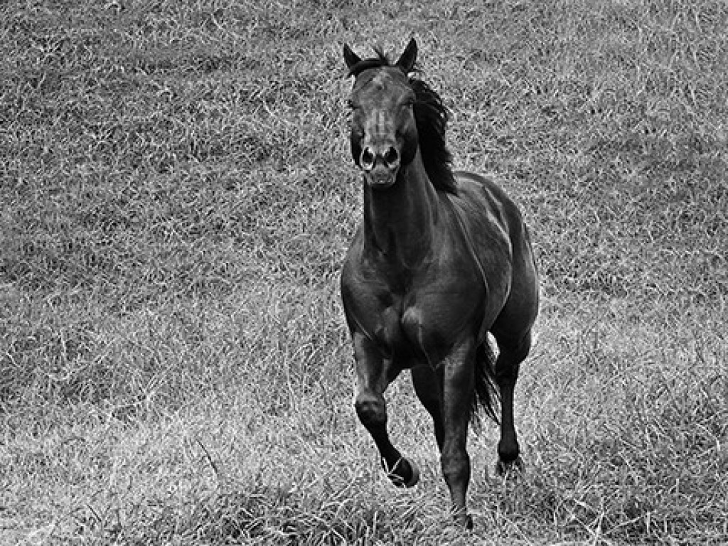 Foto: Cavalo, ser magnífico