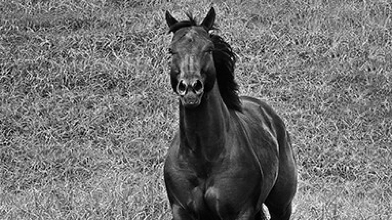 Foto: Cavalo, ser magnífico