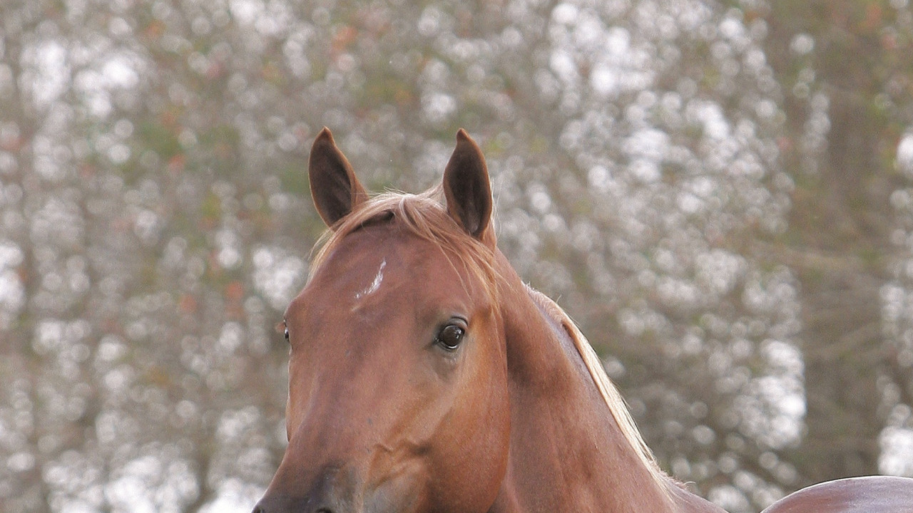 Foto: Cavalo, ser magnífico