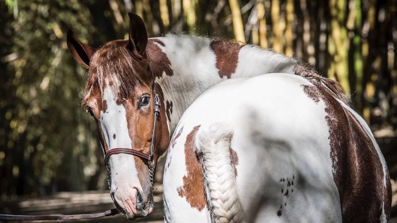 😆 Já viu um cavalo sorrindo?! - Agropecuária Querência