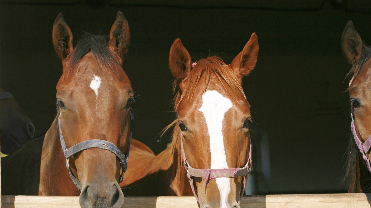 Foto: As caracter&iacute;sticas dos cavalos
