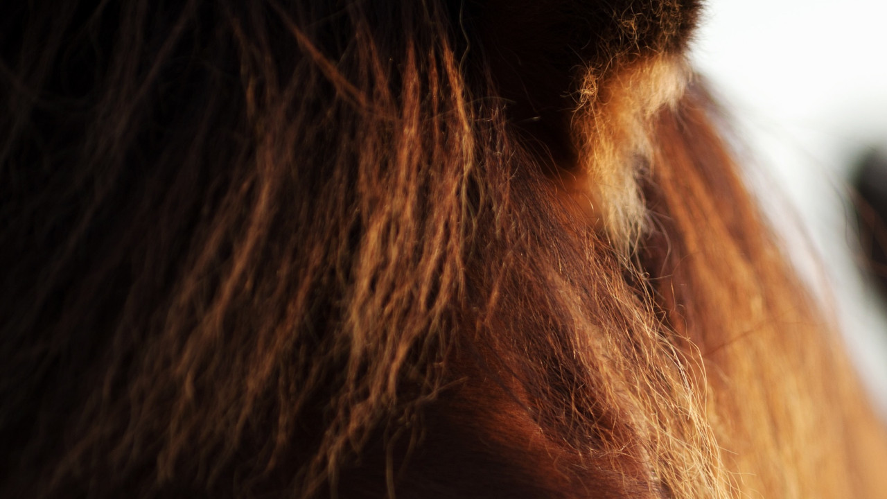 Foto: O seu cavalo sem dor