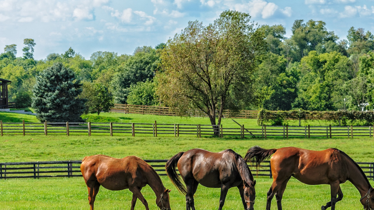 Foto: Controle de verminoses nos cavalos
