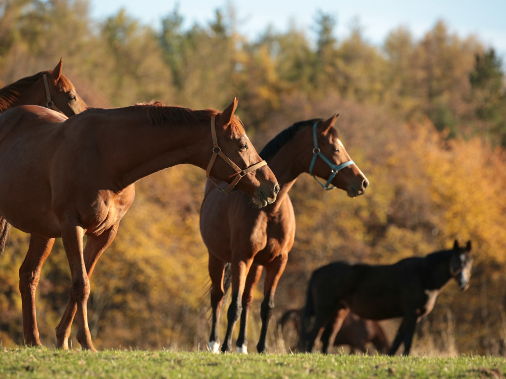 Foto: A import&acirc;ncia das vitaminas do complexo B